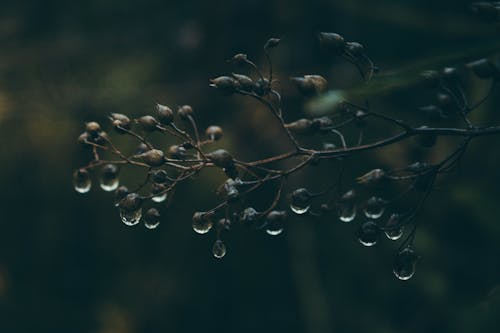 Free Water Droplets on Brown Plant Stem Stock Photo