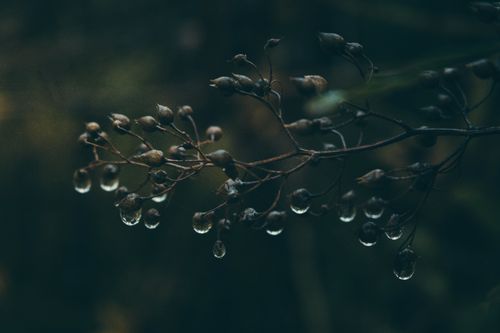 Free A moody close-up of a branch with dewdrops. Captured using shallow focus for an artistic effect. Stock Photo