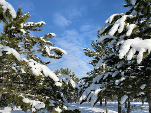 Free stock photo of cool, glas, mountain forest