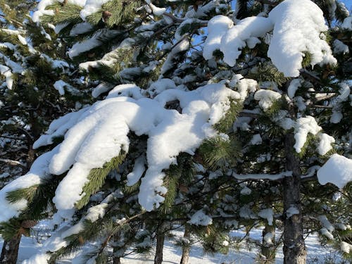 Free stock photo of cool, glas, snow