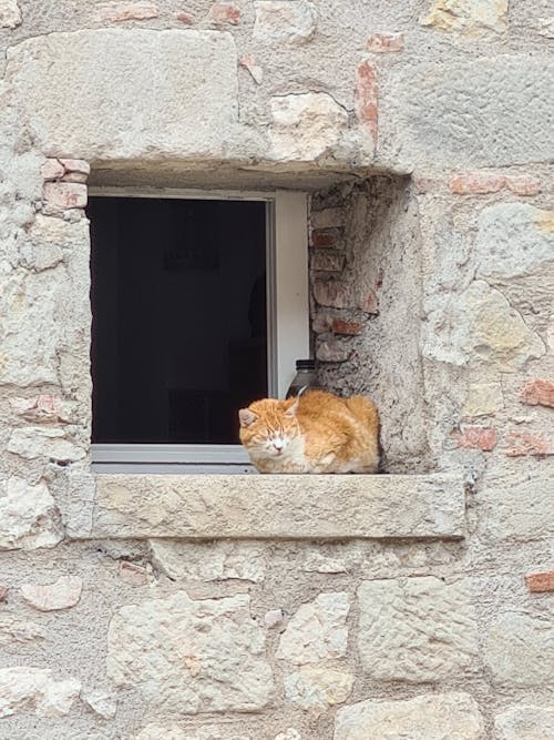 Free Cat in a window Stock Photo
