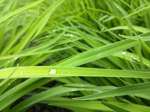 Free stock photo of grass, water droplet