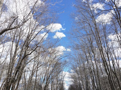 Free stock photo of blue sky, trees