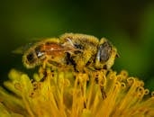 沾满花粉的蜜蜂在黄色花朵上的特写