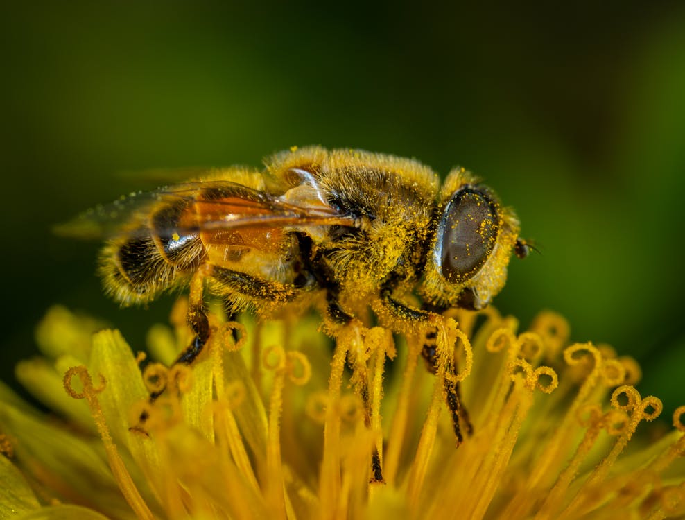 Kostenlos Makrofotografie Von Honigbiene Auf Blütenblattblume Stock-Foto