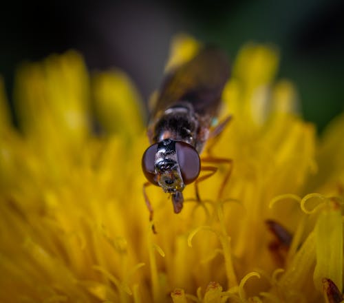 Безкоштовне стокове фото на тему «Бджола, впритул, запилення»