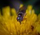 bezplatná Základová fotografie zdarma na téma bezobratlí, biodiverzity, biome Základová fotografie