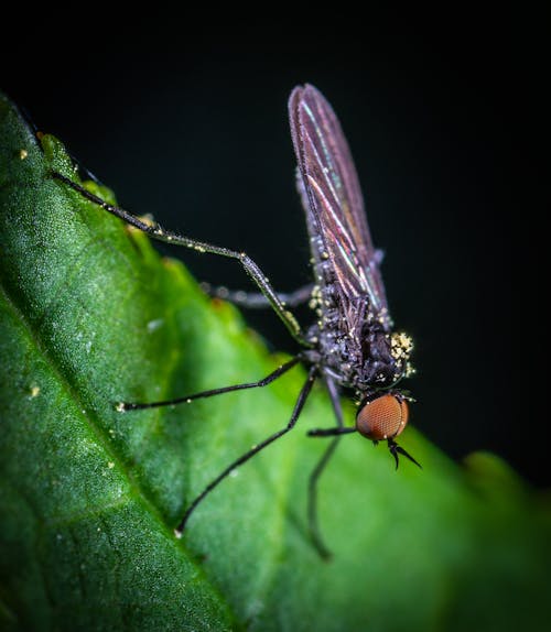 La Fotografia Macro Di Zanzara Nera