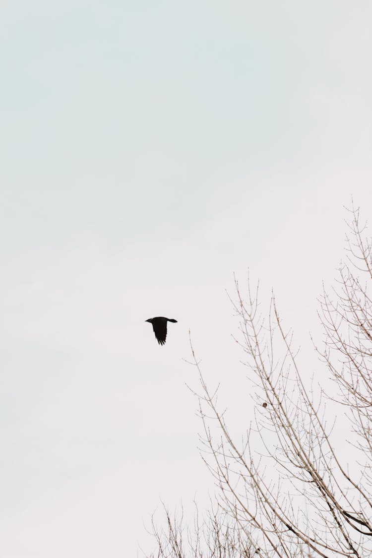 Crow Flying On Sky