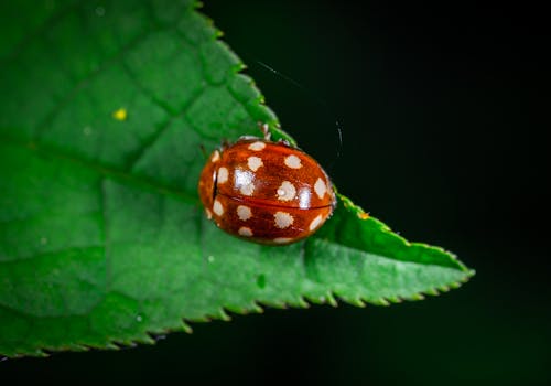 Macro Photography of Red Ladybug