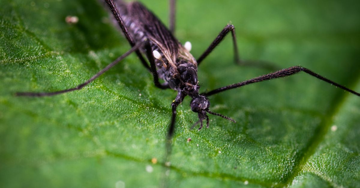 invasive mosquitoes