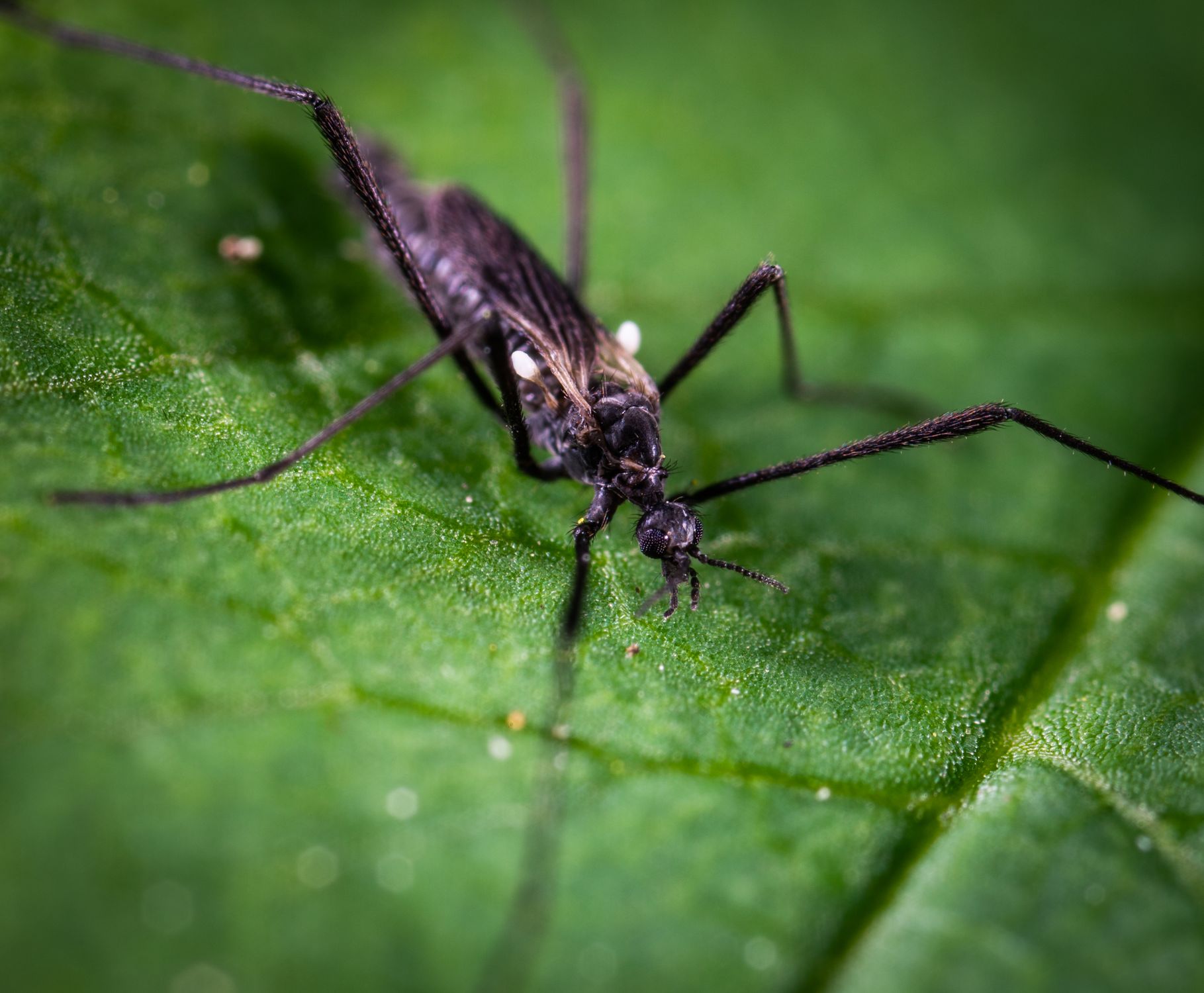 Professional pest control service in a lush green backyard