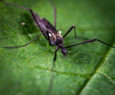 CRISPR Gene Drive Collapses Malaria Mosquito Populations in Laboratory Settings