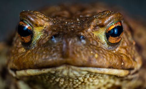 Macro Shot Photo of a Brown Frog