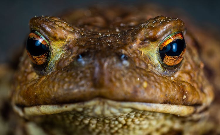 Macro Shot Photo Of A Brown Frog