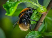 一张大黄蜂在生机勃勃的绿叶上的宏观特写，展现了花园环境中的授粉情景