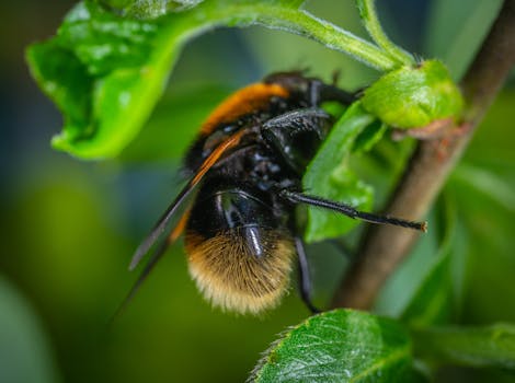 一张大黄蜂在生机勃勃的绿叶上的宏观特写，展现了花园环境中的授粉情景
