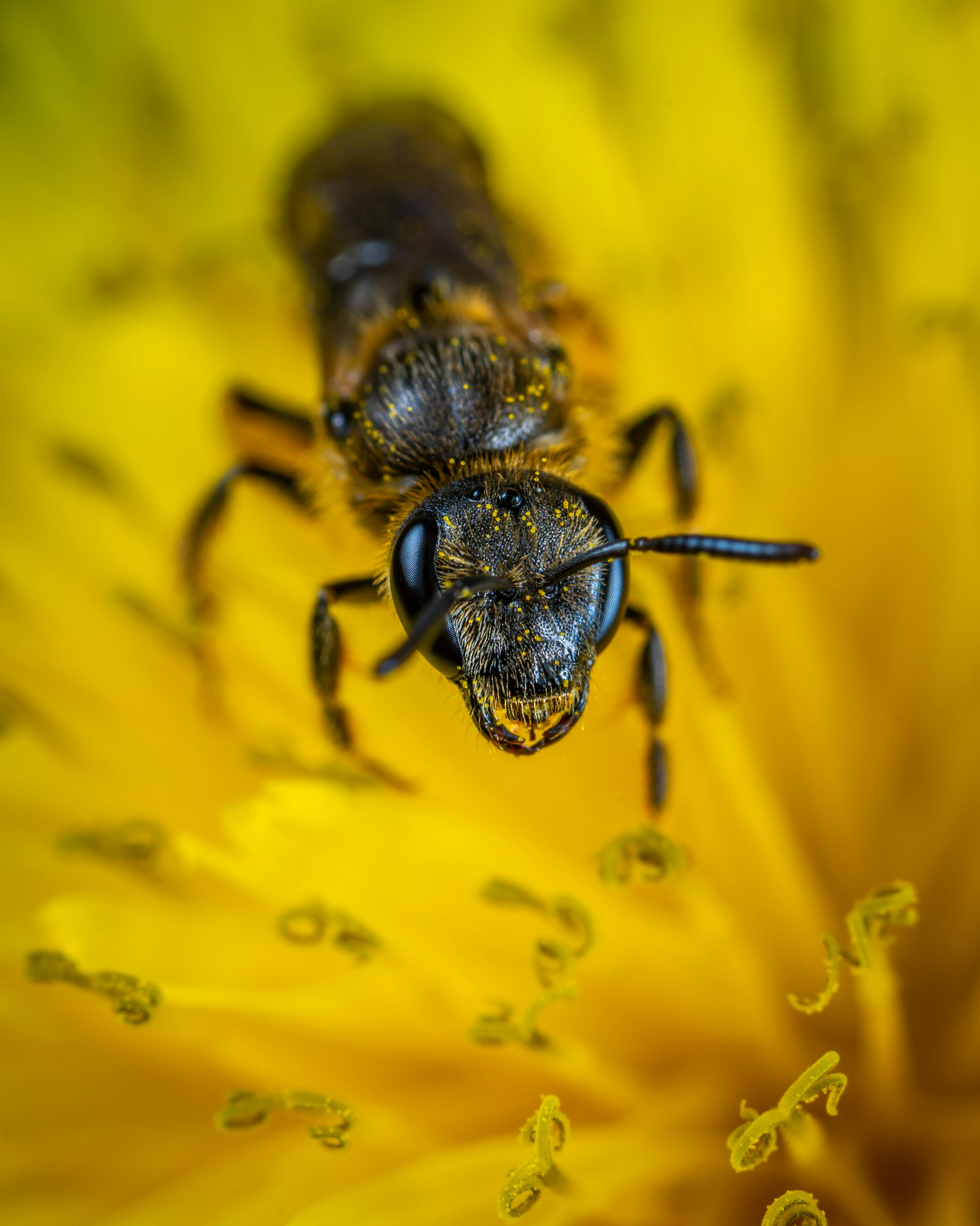 Black Ant on Yellow Petaled Flower