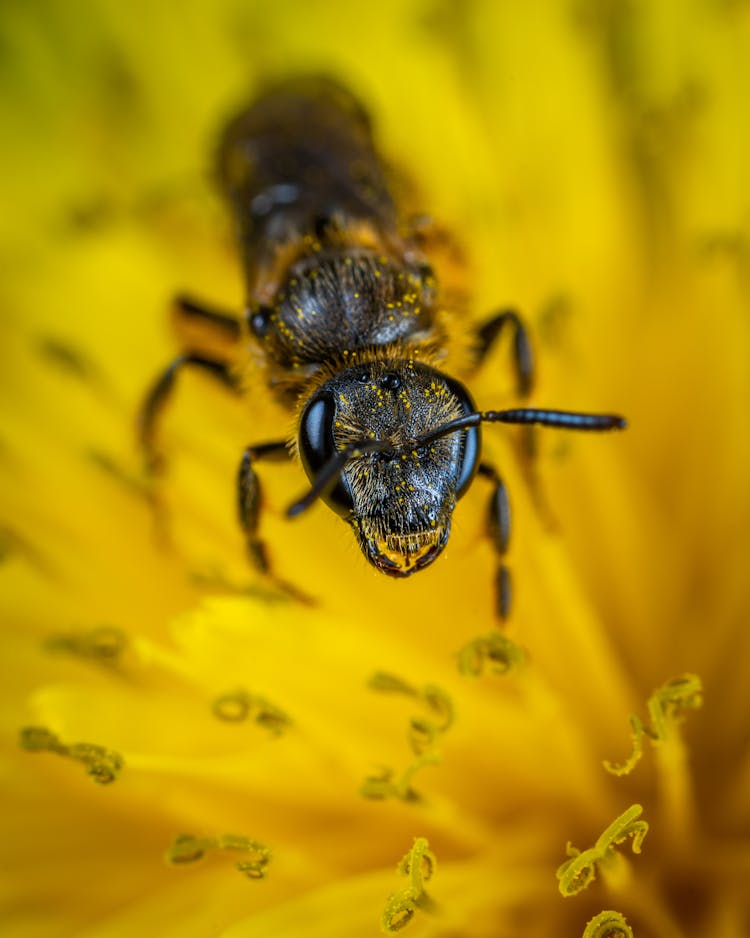 Black Ant On Yellow Petaled Flower