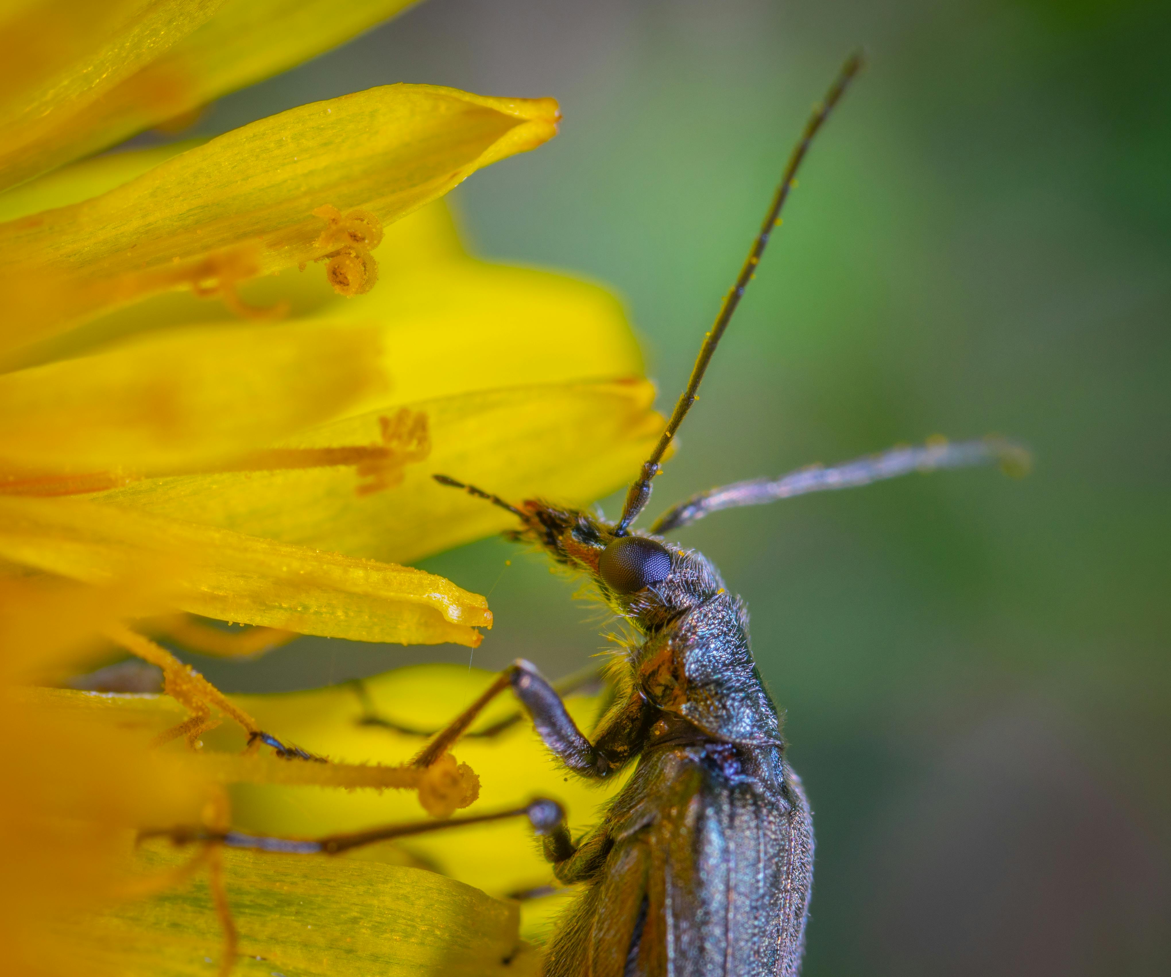 特写镜头捕捉了黄色花朵上充满活力的甲虫，展现了大自然的细节