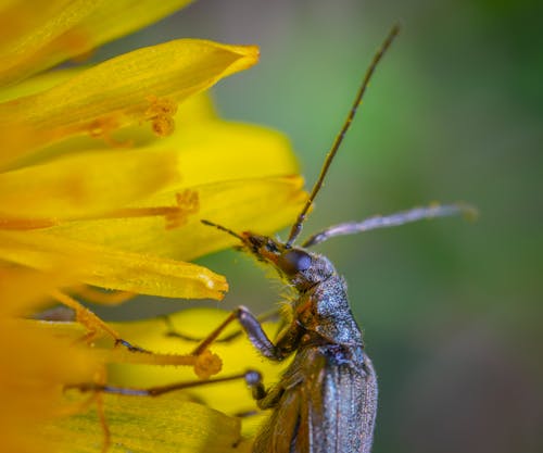 黄色の花びらの花に茶色の長い角のある昆虫
