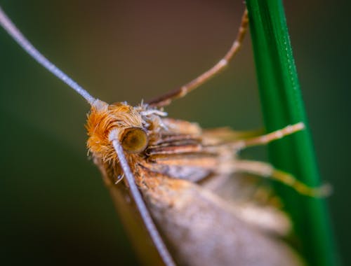 Коричневое крылатое насекомое на зеленом листе