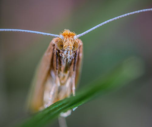 Free Macro Shot Photography of Brown Insect Stock Photo