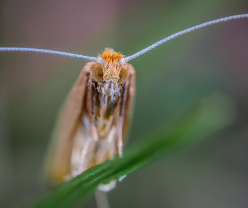 Macro Shot Photography of Brown Insect