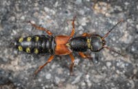 地甲虫鲜艳的红色和黑色在宏观镜头下清晰展现