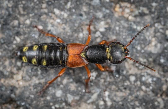 地甲虫鲜艳的红色和黑色在宏观镜头下清晰展现