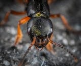 这张宏观特写照片展现了蚂蚁的细节特征，尤其突出了触角和眼睛