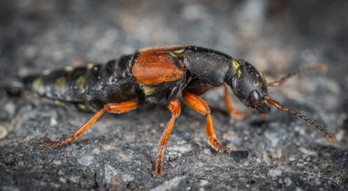 Black and Orange Beetle on Grey Surface