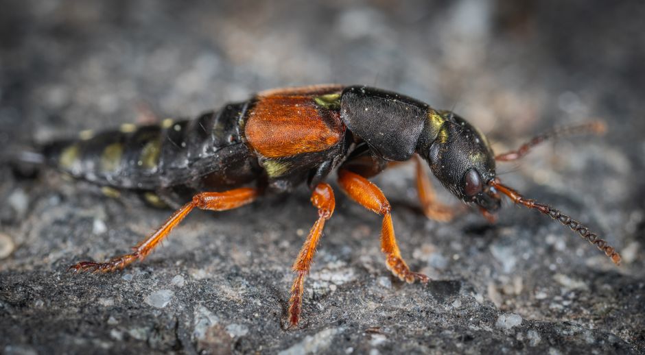 Shifter Insect Black and Red Winged Insect Tilt Shift Lens Photography · Free Stock Photo