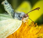 一朵充满活力的黄色花朵上，飞蛾的宏观特写镜头展现了复杂的细节与色彩