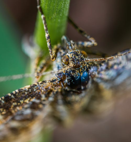 Close-up Photography of Brown Winged Insect on Leaf Stem