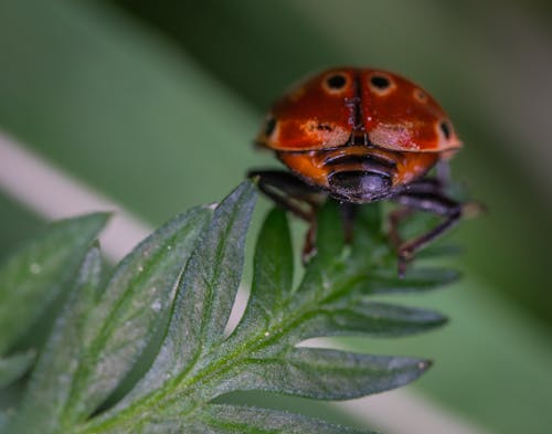 Close-up Photography of Red and Black Ladybug