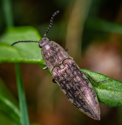 Brown and Black Beetle on Green Leaf