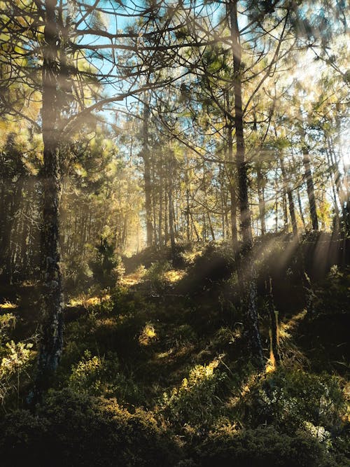 Sun Rays in a Forest 