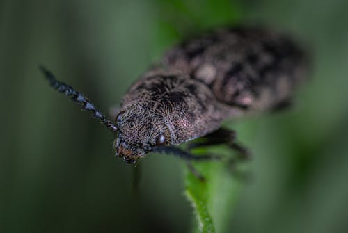 Free Macro Shoot Photography of Black Beetle on Green Leaf Plant Stock Photo
