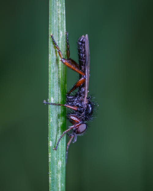 Black and Brown Robber Fly