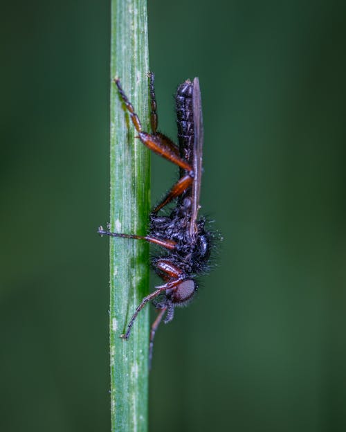 Czarny I Brązowy Robber Fly