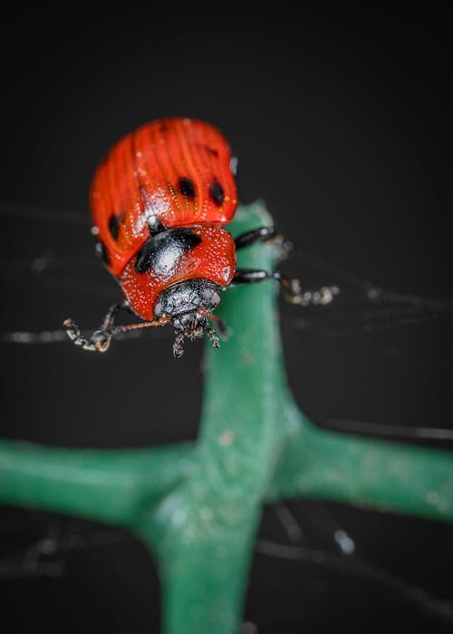 Ladybug on Green Leaf Plant
