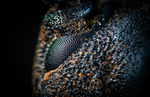 Free Macro-photography of Black and Brown Skin Stock Photo