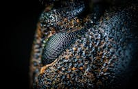 昆虫眼睛的宏观特写镜头，清晰地展现了复杂的纹理和图案