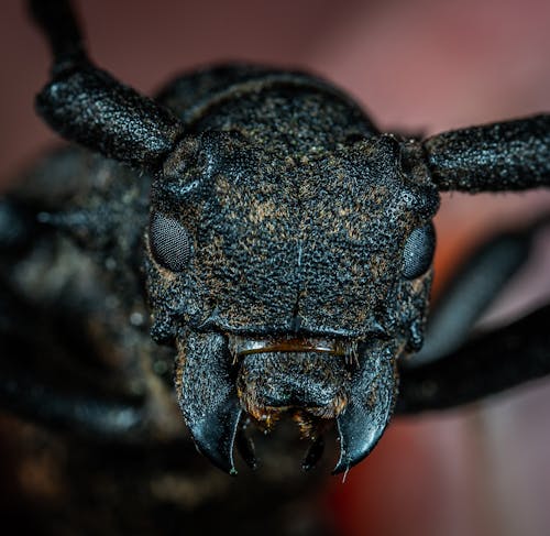Free Black Beetle in Macro Photography Stock Photo