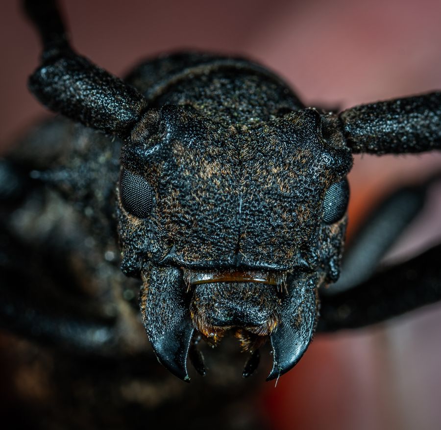 Close macro study of a beetle, representing the detailed, species-aware approach Amherst Pest Control takes to pest identification