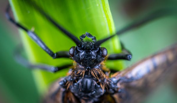 Detailed macro image of an insect perched on a green leaf, showcasing intricate details of its features.