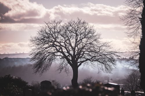 구름, 나무, 바탕화면의 무료 스톡 사진