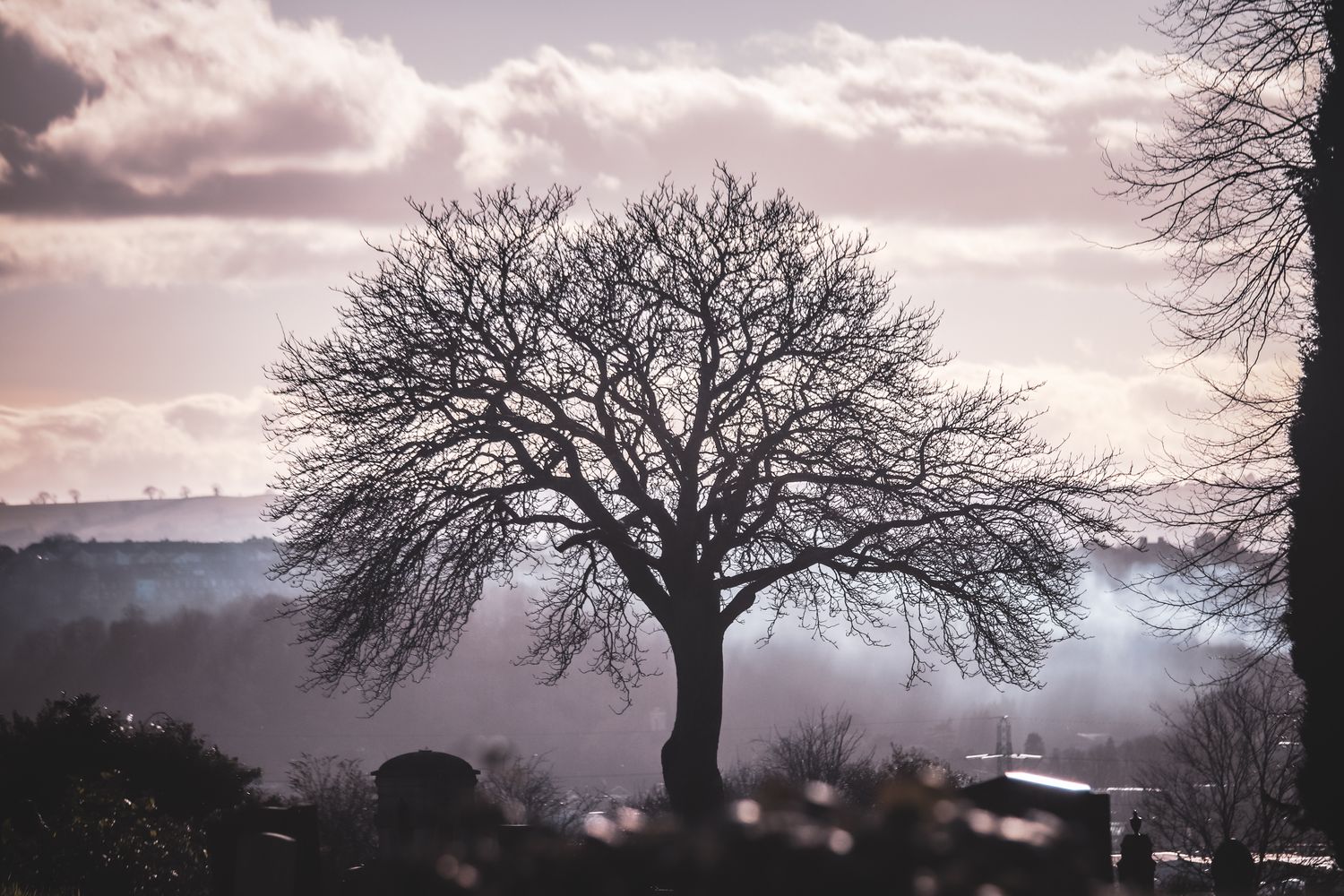 Leafless Tree Photos, Download The BEST Free Leafless Tree Stock Photos ...