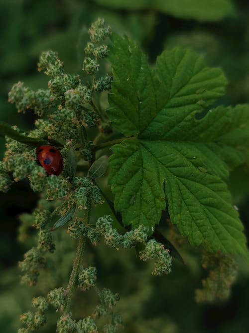 Ingyenes stockfotó katicabogár, virágzó virágok témában